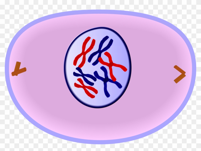 Early Prophase Of Mitosis Cell Prophase Free Transparent PNG
