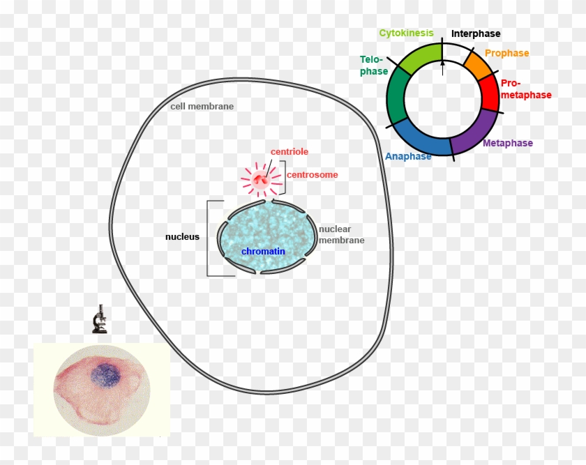 Mitosis #810028