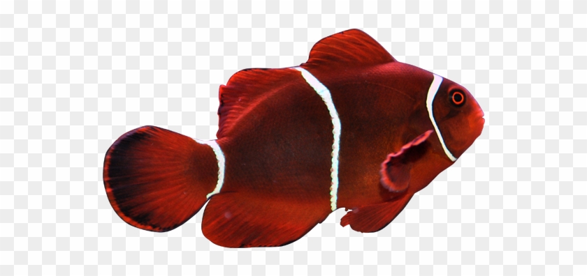 透红小丑maroon Clownfish - Maroon Clownfish #811475