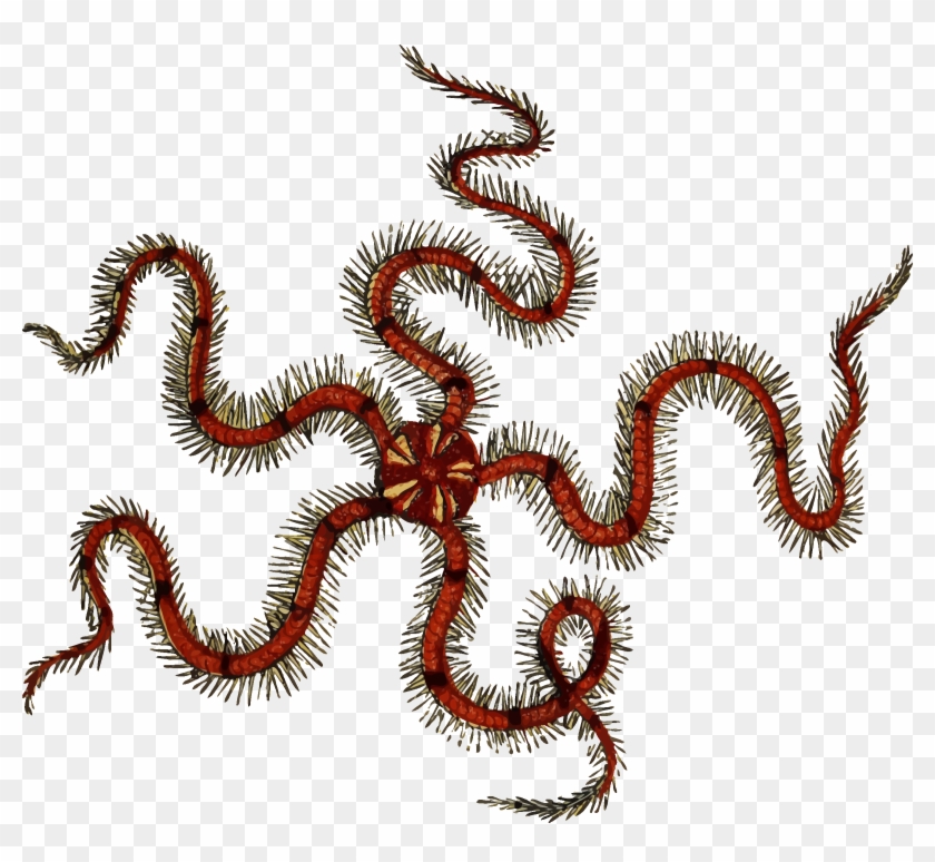 Star - Brittle Star Transparent Background #814336