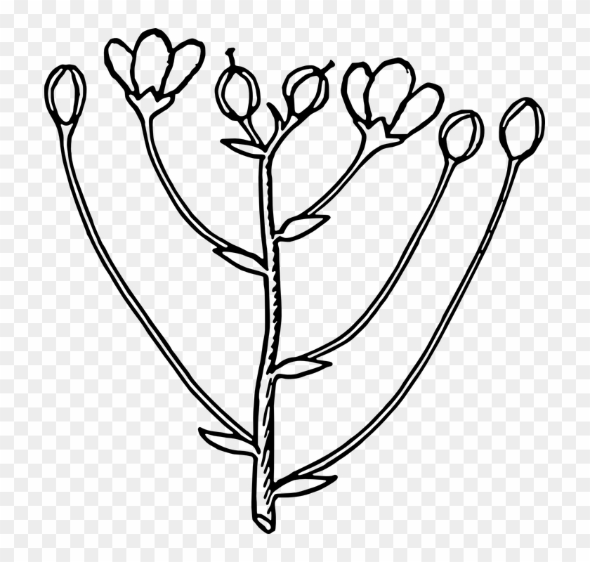 Flower Bud Clipart Black And White - Buds Black And White #819126