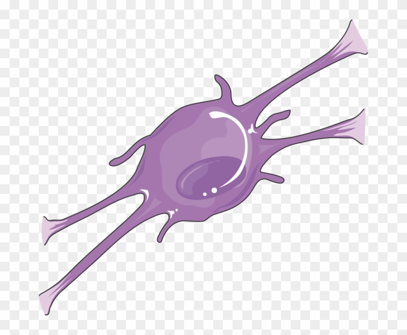 Cns Cell Lines Oligodendrocyte - Illustration #819516