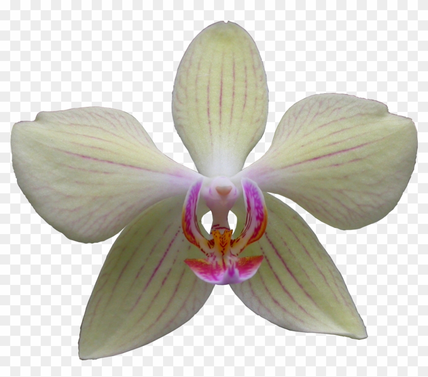 Скачать Png - Cypripedium #819890