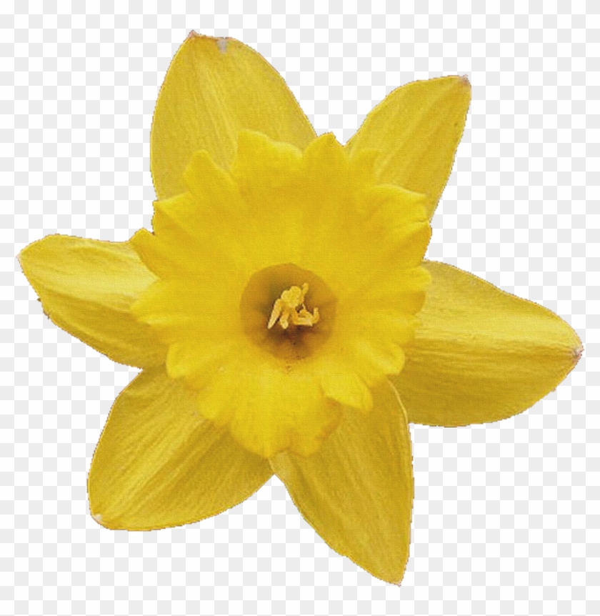 1 - Daffodil - Free Transparent PNG Clipart Images Download