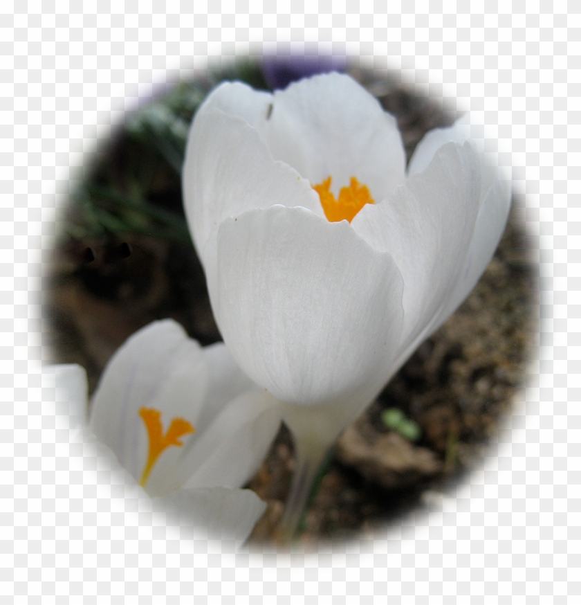 Crocus Blanc - White Crocus #819997