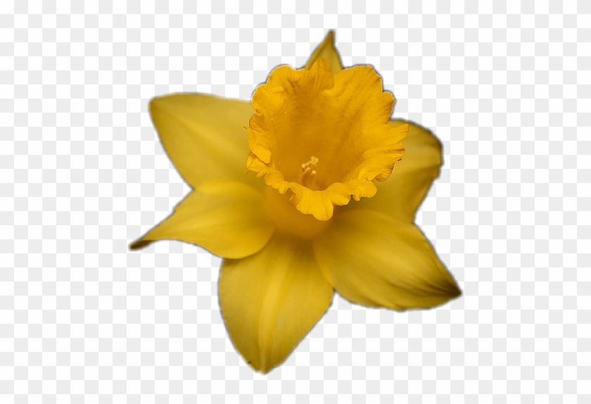 Daffodil - Free Transparent PNG Clipart Images Download