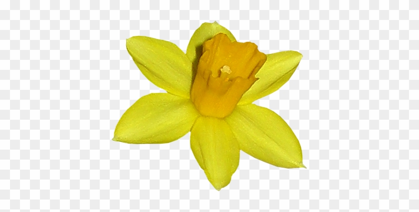 Tube Fleur, Joquille Narcisse - Lily - Free Transparent PNG Clipart ...