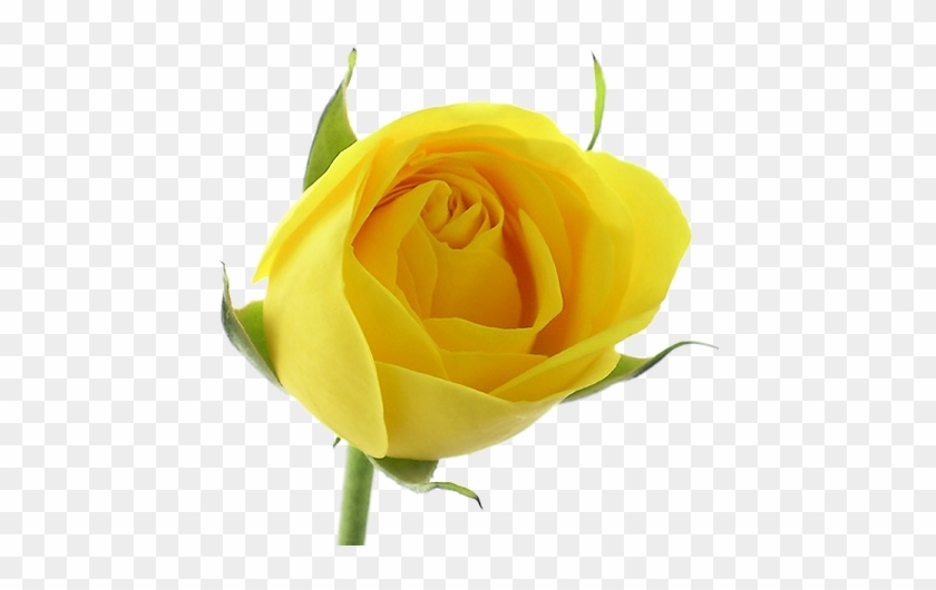 Yellow Roses - Rosa Amarilla Sant Jordi - Free Transparent PNG Clipart  Images Download