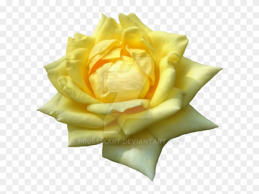 Flower Of Yellow Roses On A Transparent Background - Yellow #820181