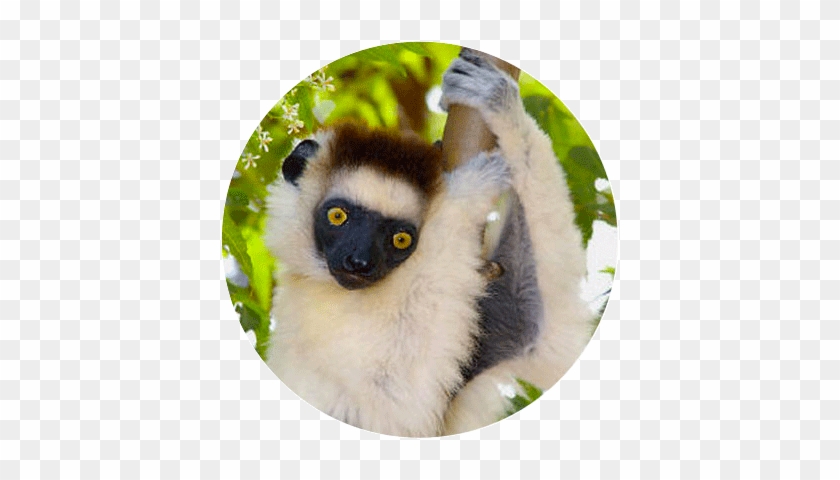 Sifaka Soyeux - Verreaux's Sifaka #820211