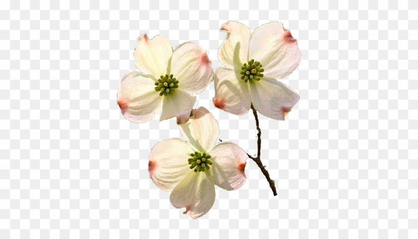 Dogwoodblooms Details - Dogwood Png #820337