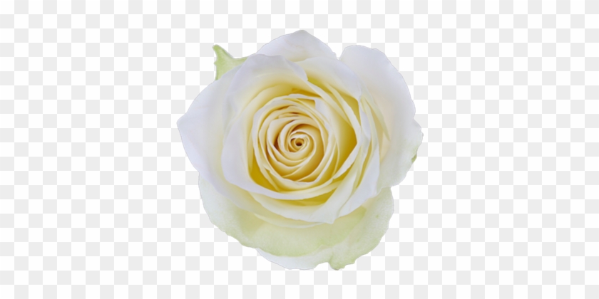 Athena Single Head Rose - Single White Rose Png #820488