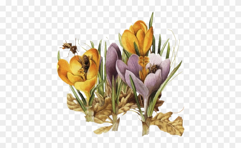 Crocus Et Abeilles - Marjolein Bastin #820562