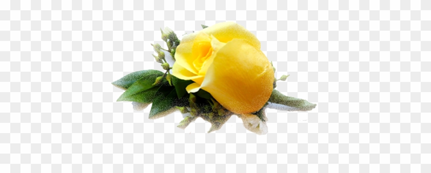 It All Started With A Yellow Rose - Yellow Rose Png File #820564