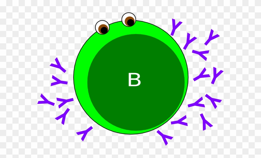 B-cell Green Clip Art - Circle #823660