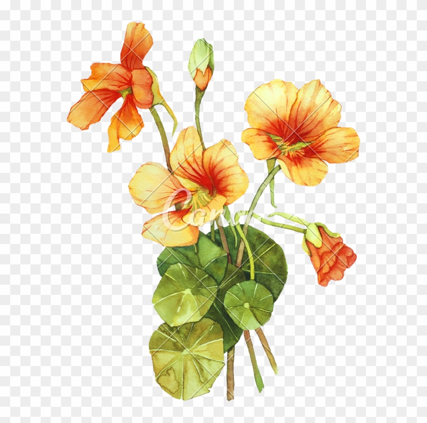 Nasturtium Flower - Nasturtium Drawing #824017