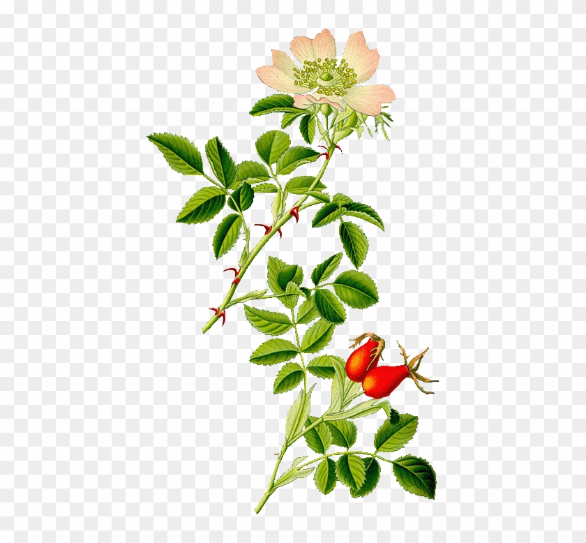 Rosa Canina - Rosehip Plant #824403