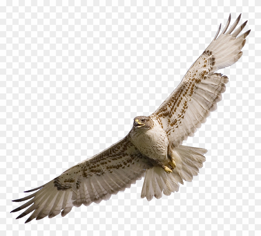 Best Hawk Clipart - Falcon Png #824836