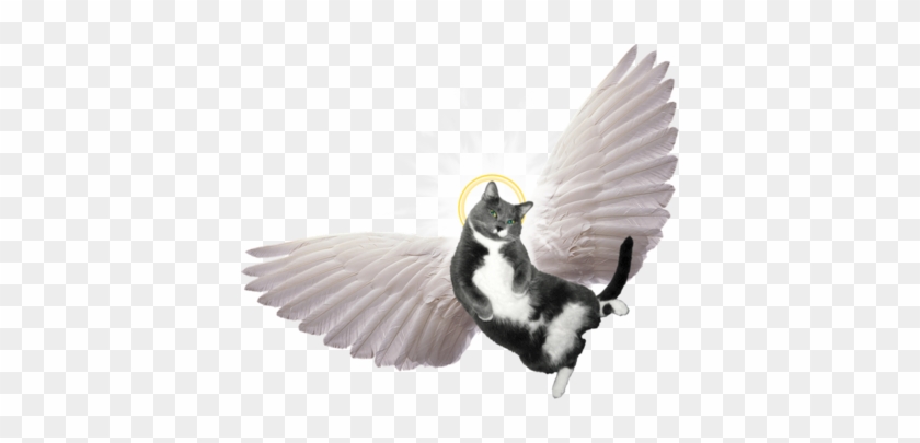 Cat Angel Clipart - Spirit-led Preaching: The Holy Spirit's Role #824886