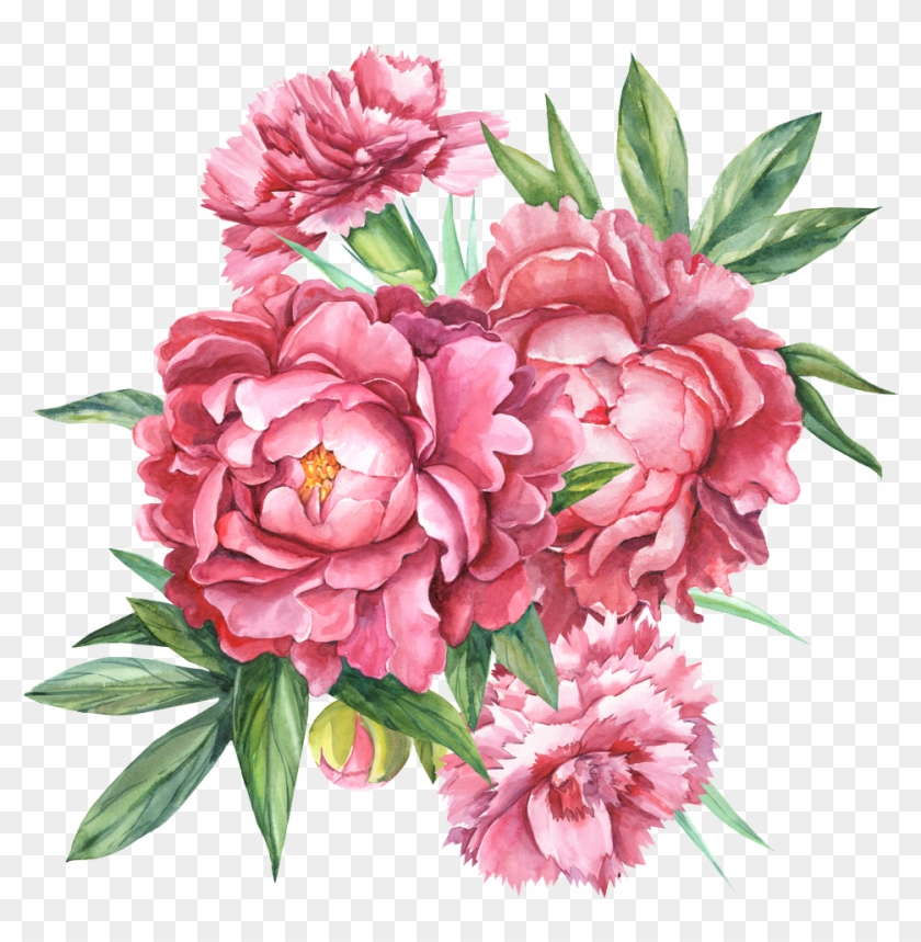 Floral Design Carnation Botanical Illustration Flower - Drawing - Free ...