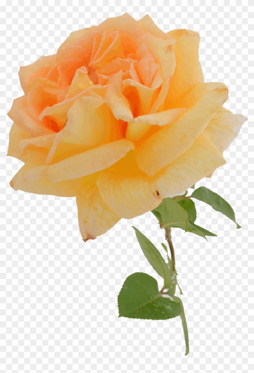 Sas Jubilee Golden Rose - Floribunda #828013