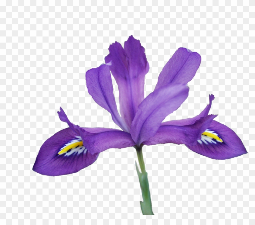 Png, Scentsational2 - Iris Versicolor Transparent #829820