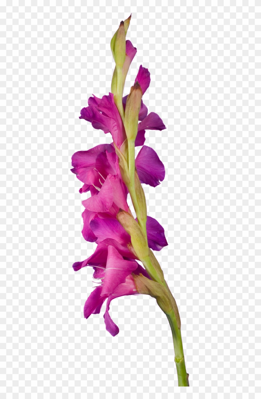 Purple Gladiolus - Гладиолус Пнг #830063