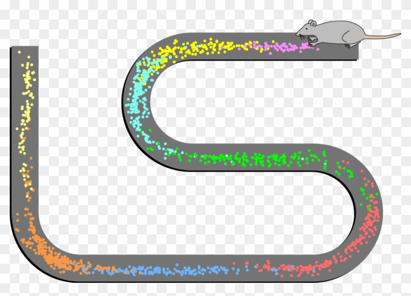 Place Cell Spiking Activity Example - Place Cells O Keefe #832672