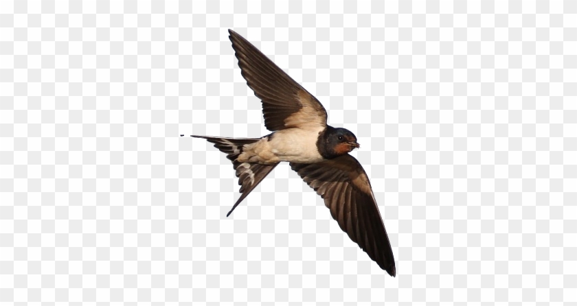 Swallows Nest - Barn Swallow #836682