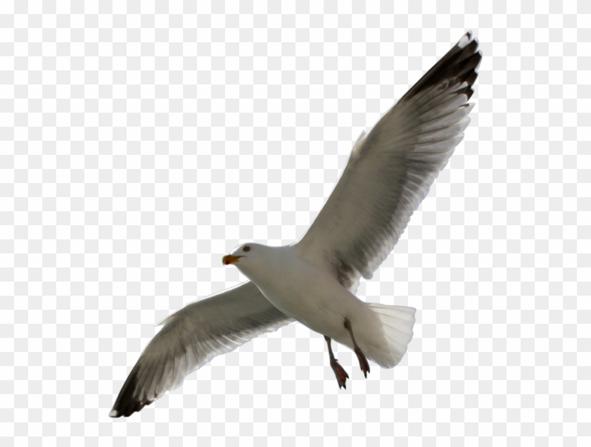 Flying Sea Gull Transparent Image Number Two - Flying Gull Png #836784