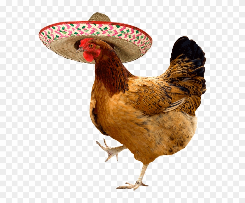 Chicken Gif Stickers - Chicken Gif Stickers #837525