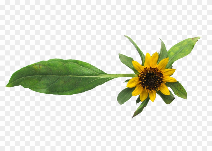 Free Free 315 Clipart Transparent Sunflower Border Png SVG PNG EPS DXF File