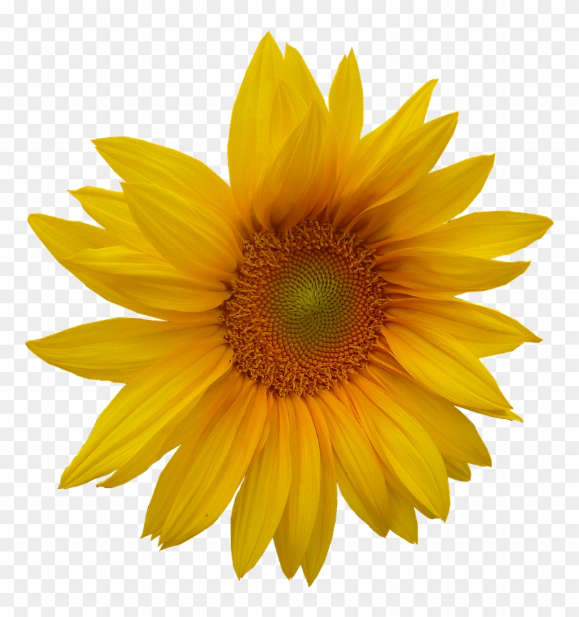 Sunflower Flower Flower Head Png Image - Sunflower Logos #838763