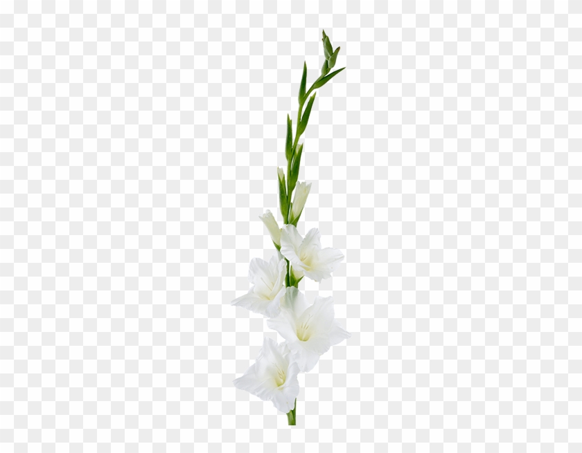 Gladiolus Flowerpng #839082