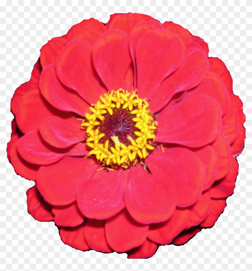 Flowers For Free Flower Clip Art Images - Flower Gif Clip Art #841459