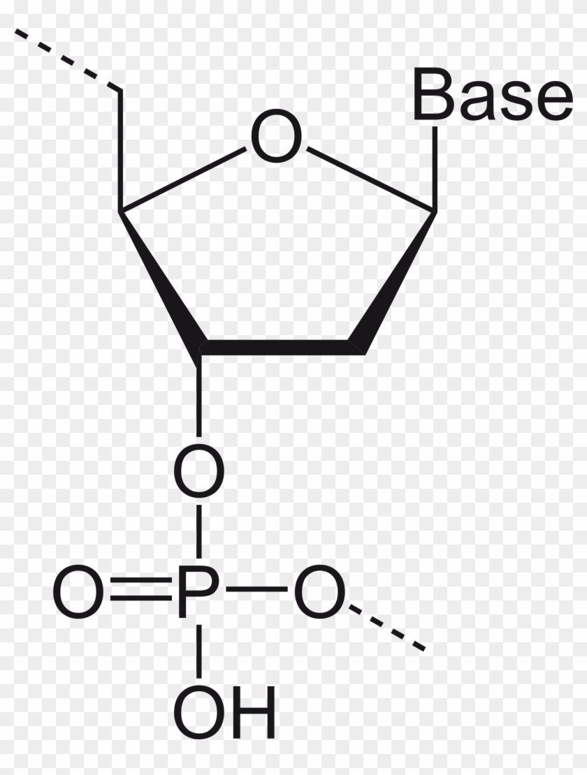 Filedna Monomer - Structure Of Rna #842862