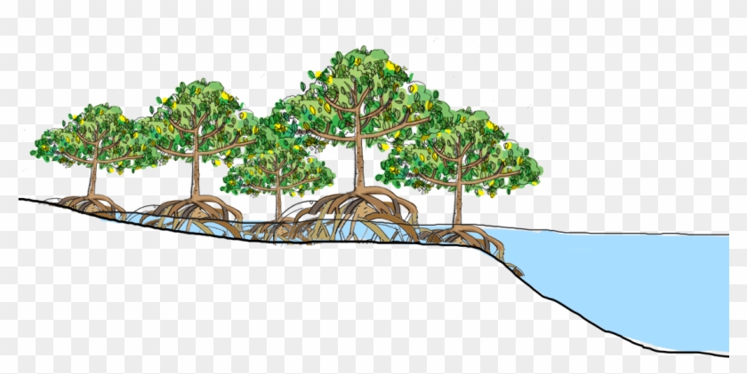 Mangrove Forests Are The "roots Of The Sea" - Mangrove Png #850122