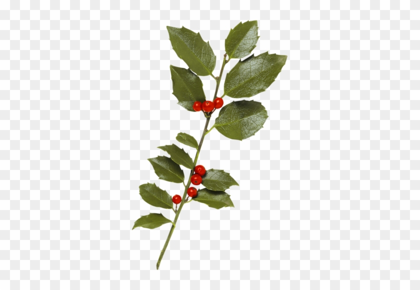 Çoban Püskülü Bitkisi Png Resimleri, Çoban Püskülü - Leaf #851207