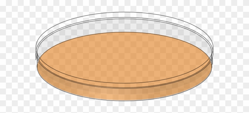 Orange Petri Dish Empty Clip Art At Clker - Petri Dish With Media #852589