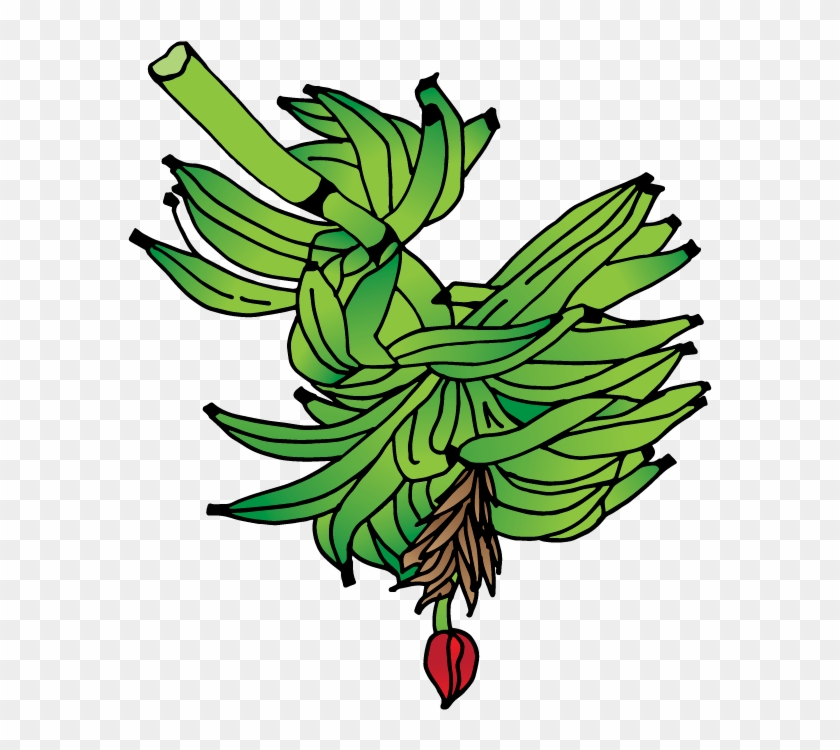 Racimo De Plátano - Racimo De Platano Dibujo #854242