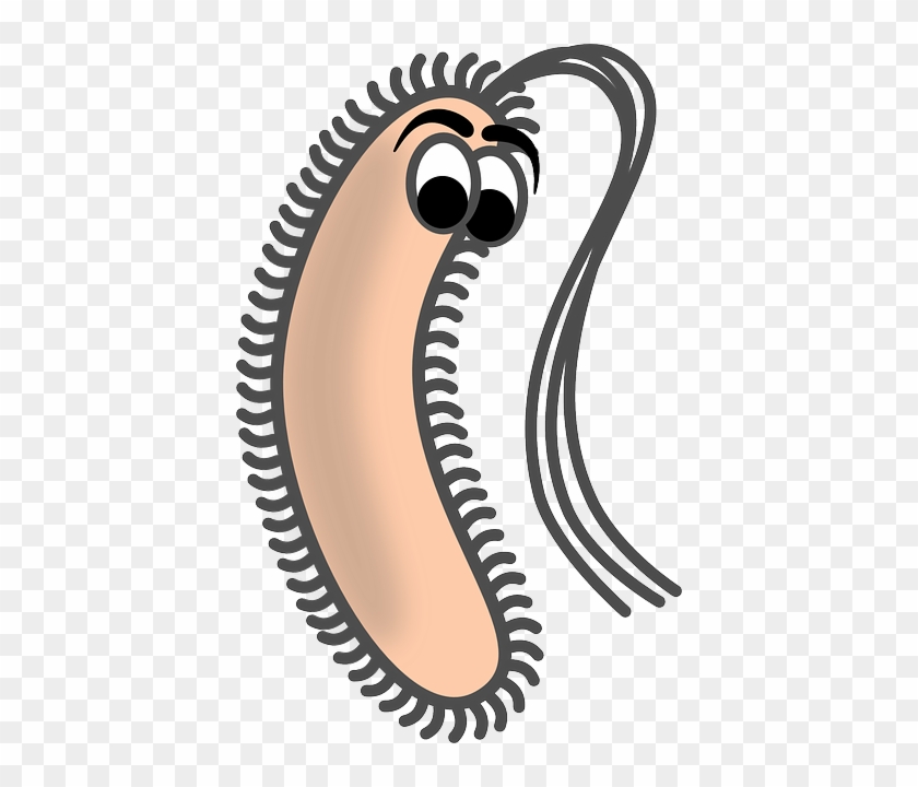 Health Bacillus, Bacteria, Rod, Vermin, Biology, Health - Bacillus Clip Art #856707