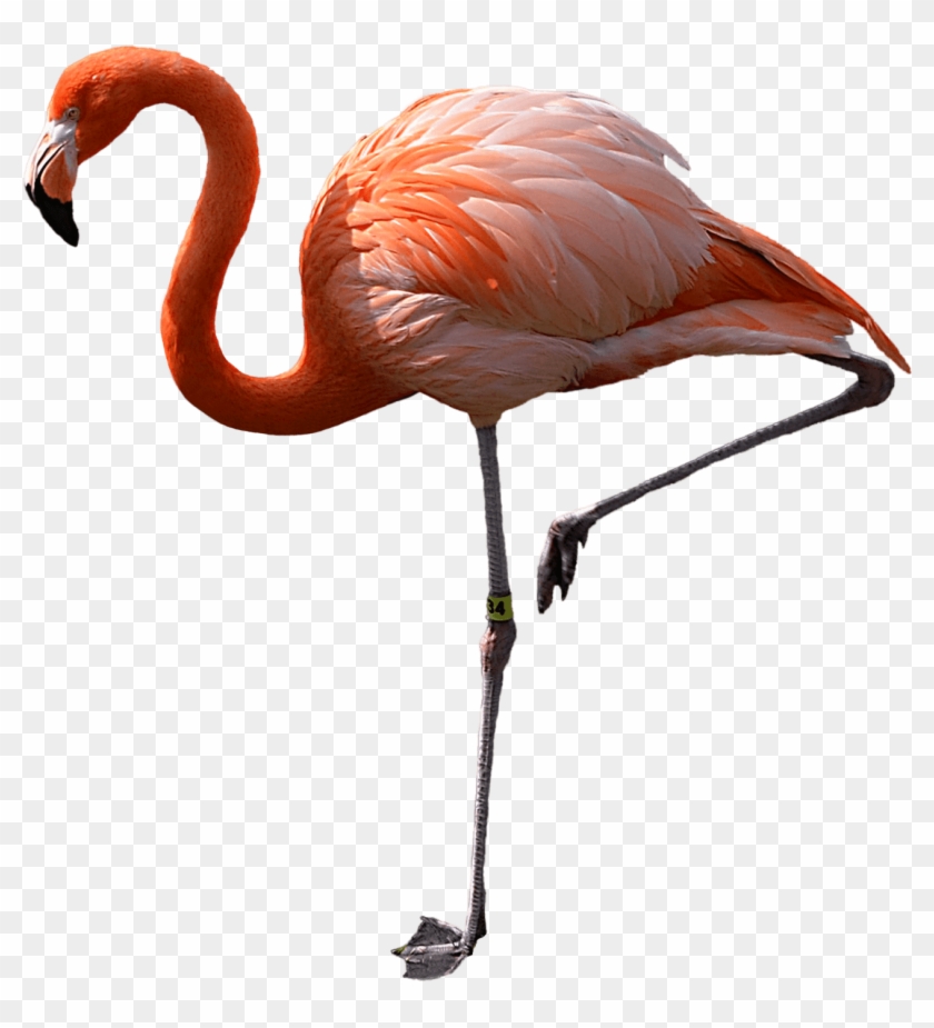 Flamingo Clipart Transparent Background - Фламинго Png #859756