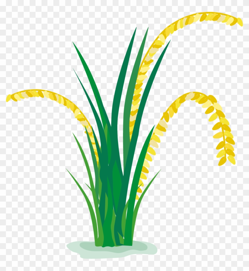 rice paddy field cartoon rice field clipart png free transparent png clipart images download rice paddy field cartoon rice field