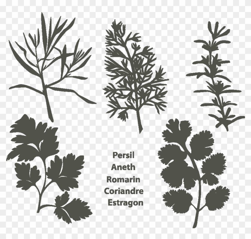 Aperçus Des Modèles Précédent - Cilantro Clipart #861901