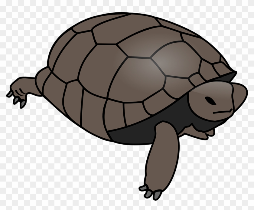 Amphibian Clipart Tortise - Turtle Clipart Vector #162589