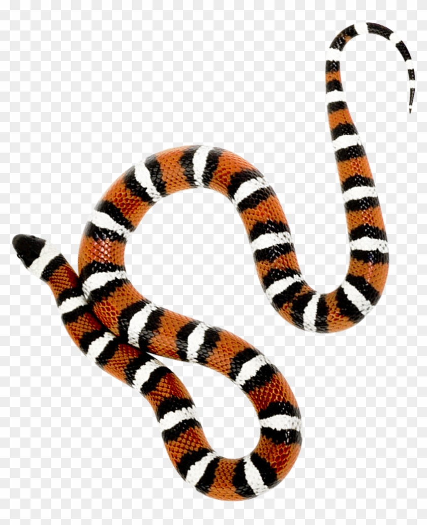 This High Quality Free Png Image Without Any Background - Snake Png - Free  Transparent PNG Clipart Images Download