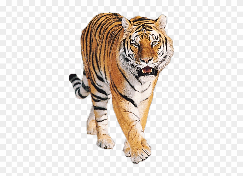 Pin Tiger Clipart Png - Tiger Png - Free Transparent PNG Clipart Images  Download