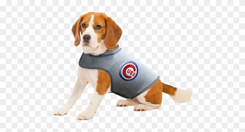 Specialty Chicago Cubs - Thunder Buddy For Dogs #868822