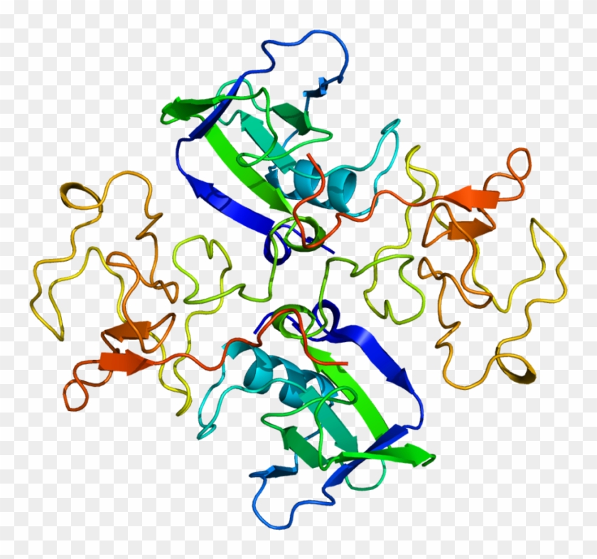 Hgf Promotes The Survival Of Motor Neurons That Innervate - Factor De Crecimiento De Hepatocitos #870874