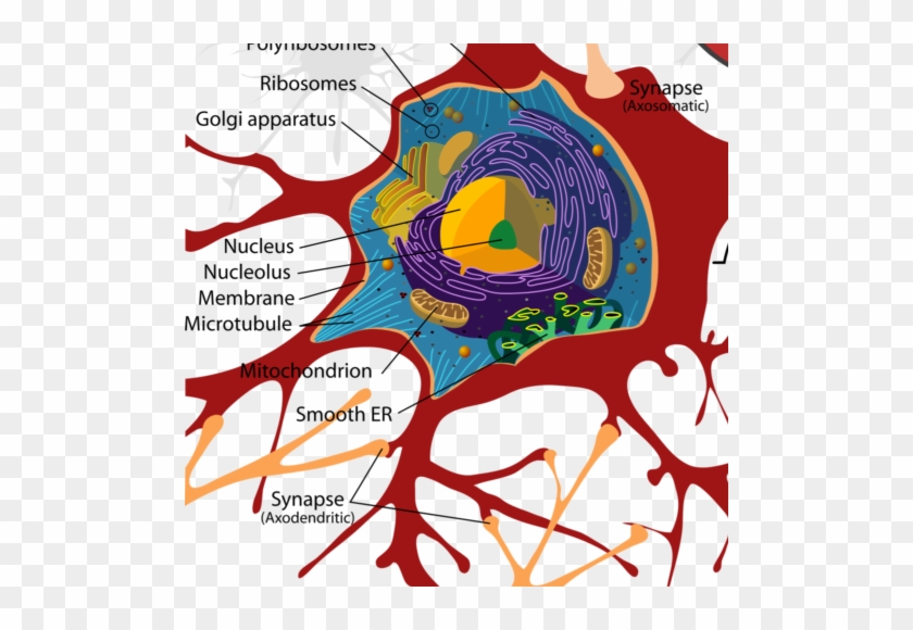 Dopamine Controls Formation Of New Brain Cells Karolinska - Congenital Insensitivity To Pain With Anhidrosis Chromosome #870881